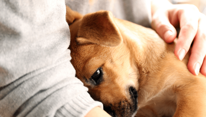 Will Our Pets Be With Us In Heaven? - CultureWatch